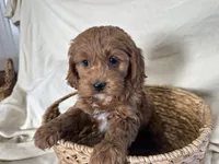 Carmel, a male Cockapoo for sale in Athens, WI – Photo 2 of 10