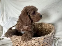 Carmel, a male Cockapoo for sale in Athens, WI – Photo 8 of 10
