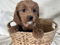 Carmel, a male Cockapoo for sale in Athens, WI – Photo 1 of 10