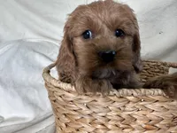 Carmel, a male Cockapoo for sale in Athens, WI – Photo 6 of 10