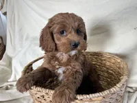 Carmel, a male Cockapoo for sale in Athens, WI – Photo 5 of 10