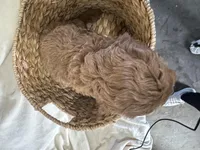 Carmel, a male Cockapoo for sale in Athens, WI – Photo 3 of 10
