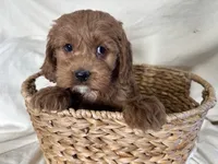 Carmel, a male Cockapoo for sale in Athens, WI – Photo 4 of 10