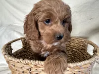 Carmel, a male Cockapoo for sale in Athens, WI – Photo 9 of 10