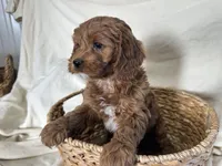Carmel, a male Cockapoo for sale in Athens, WI – Photo 7 of 10