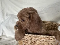 Carmel, a male Cockapoo for sale in Athens, WI – Photo 10 of 10