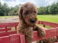 Champion, a male Miniature Goldendoodle for sale in Athens, WI – 4 of 10