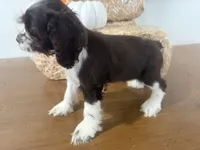 AKC Monica, a female Cocker Spaniel for sale in Athens, WI – 4 of 10