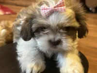 Karrie, a female Shih Tzu for sale in Athens, WI – Photo 6 of 8