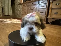 Karrie, a female Shih Tzu for sale in Athens, WI – Photo 5 of 8