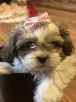 Karrie, a female Shih Tzu for sale in Athens, WI – Photo 1 of 8