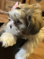 Karrie, a female Shih Tzu for sale in Athens, WI – Photo 2 of 8