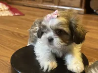 Karrie, a female Shih Tzu for sale in Athens, WI – Photo 4 of 8