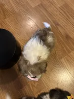 Karrie, a female Shih Tzu for sale in Athens, WI – Photo 3 of 8