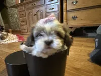 Karrie, a female Shih Tzu for sale in Athens, WI – Photo 8 of 8