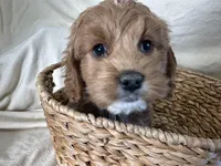 Carl, a male Cockapoo for sale in Athens, WI – Photo 8 of 10