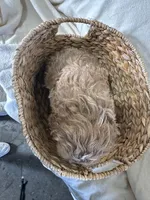 Carl, a male Cockapoo for sale in Athens, WI – Photo 5 of 10