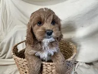 Carl, a male Cockapoo for sale in Athens, WI – Photo 9 of 10