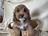 Carl, a male Cockapoo for sale in Athens, WI – Photo 10 of 10