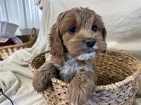 Carl, a male Cockapoo for sale in Athens, WI – Photo 3 of 10