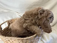 Carl, a male Cockapoo for sale in Athens, WI – Photo 7 of 10