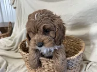 Carl, a male Cockapoo for sale in Athens, WI – Photo 2 of 10
