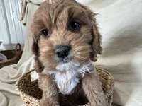 Carl, a male Cockapoo for sale in Athens, WI – Photo 4 of 10