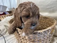 Carl, a male Cockapoo for sale in Athens, WI – Photo 1 of 10