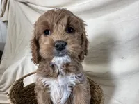 Carl, a male Cockapoo for sale in Athens, WI – Photo 6 of 10