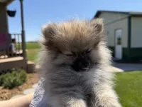 Buddy, a male Pomeranian for sale in Athens, WI – 5 of 10