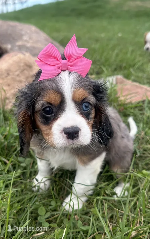 Laken – Cavalier King Charles Spaniel puppy for sale in Athens, WI