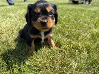 AKC Dexter, a male Cavalier King Charles Spaniel for sale in Athens, WI – 8 of 10