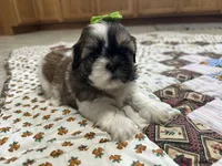 Roxy, a female Shih Tzu for sale in Athens, WI – Photo 1 of 4