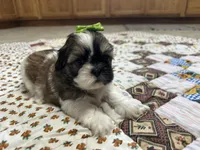 Roxy, a female Shih Tzu for sale in Athens, WI – Photo 3 of 4