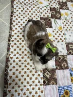 Roxy, a female Shih Tzu for sale in Athens, WI – Photo 2 of 4