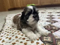 Roxy, a female Shih Tzu for sale in Athens, WI – Photo 4 of 4