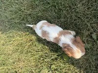 AKC Donna, a female Cavalier King Charles Spaniel for sale in Athens, WI – 4 of 4