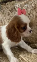Carmen, a female Cavalier King Charles Spaniel for sale in Athens, WI – 2 of 10