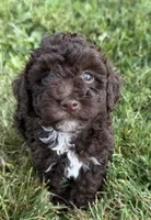 Eddie, a male Poodle - Toy  for sale in Athens, WI – 6 of 10