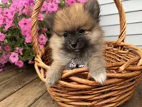 Tuffy, a male Pomeranian for sale in Athens, WI – 5 of 10