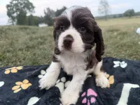 AKC Martin, a male Cocker Spaniel for sale in Athens, WI – 2 of 9