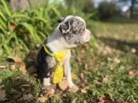 Parker, a male Boston Terrier for sale in Athens, WI – 7 of 10