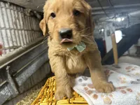 Rudy, a male Golden Retriever for sale in Athens, WI – Photo 3 of 10
