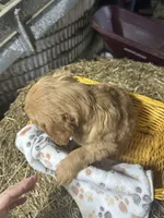 Rudy, a male Golden Retriever for sale in Athens, WI – Photo 9 of 10