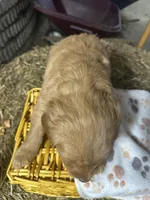 Rudy, a male Golden Retriever for sale in Athens, WI – Photo 2 of 10