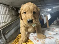 Rudy, a male Golden Retriever for sale in Athens, WI – Photo 5 of 10