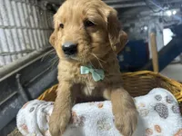 Rudy, a male Golden Retriever for sale in Athens, WI – Photo 6 of 10