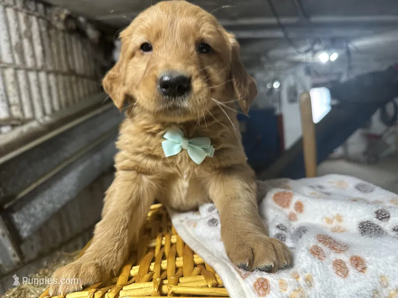 Rudy – Golden Retriever puppy for sale in Athens, WI