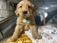 Rudy, a male Golden Retriever for sale in Athens, WI – Photo 1 of 10