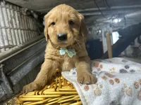 Rudy, a male Golden Retriever for sale in Athens, WI – Photo 7 of 10